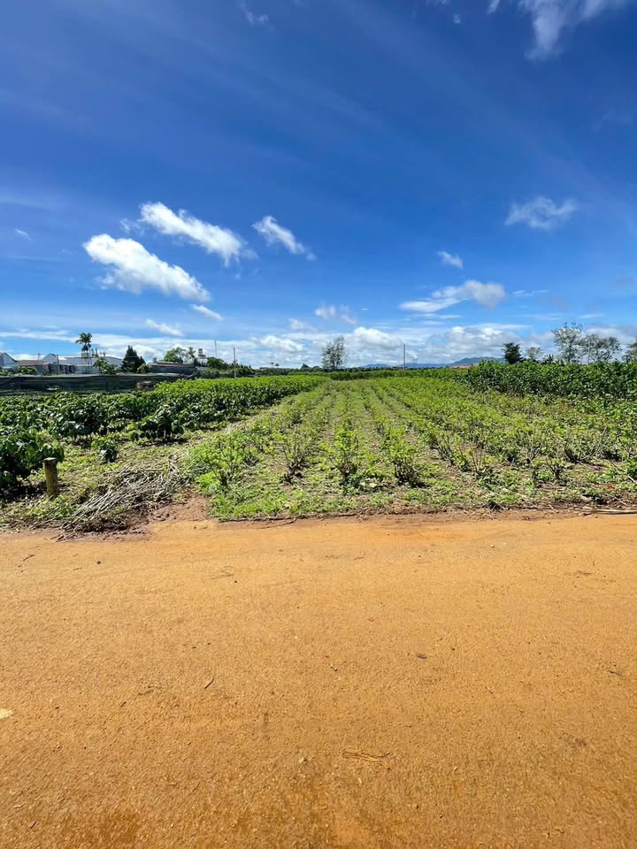 Đất thổ cư mặt tiền Nguyễn Văn Cừ, Bảo Lộc 520m² giá 2.15 tỷ - Cơ hội đầu tư lý tưởng!