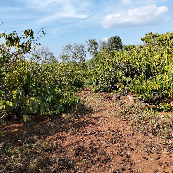 Đất nền xã Ia Bă, huyện Ia Grai 5000m² giá 1.7 tỷ - Đầu tư sinh lời ngay!