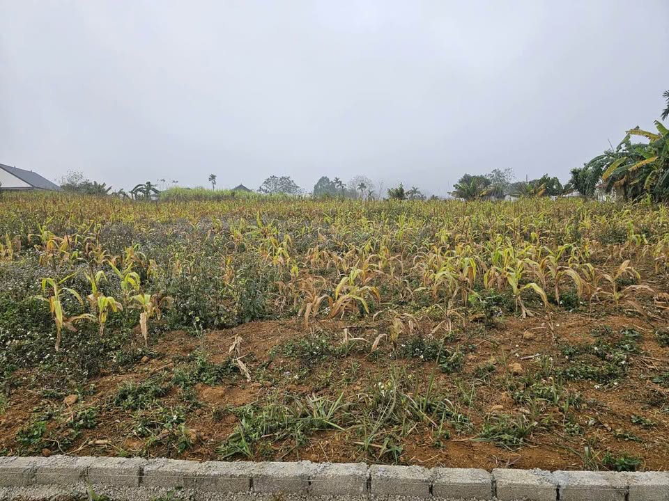 Đất nền Xóm Quảng, Hợp Phong, 1256m² giá 900 triệu - Đầu tư sinh lời ngay!