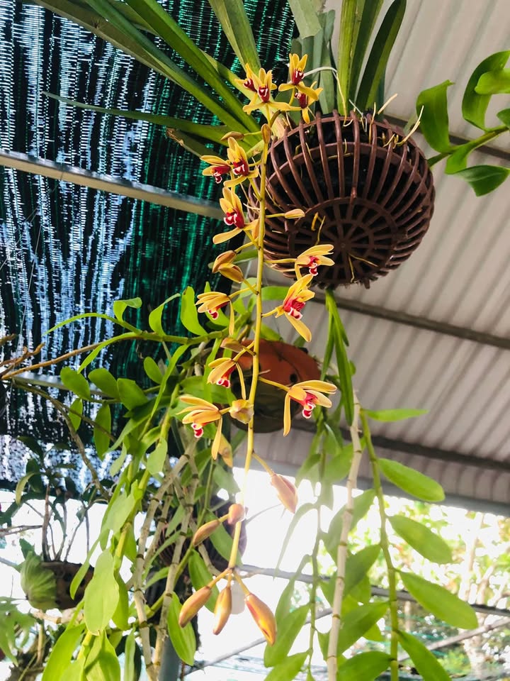 Đất nền An Hoà 1, Phước An - Diện tích 108m² giá 3 tỷ - Đầu tư sinh lời cao!