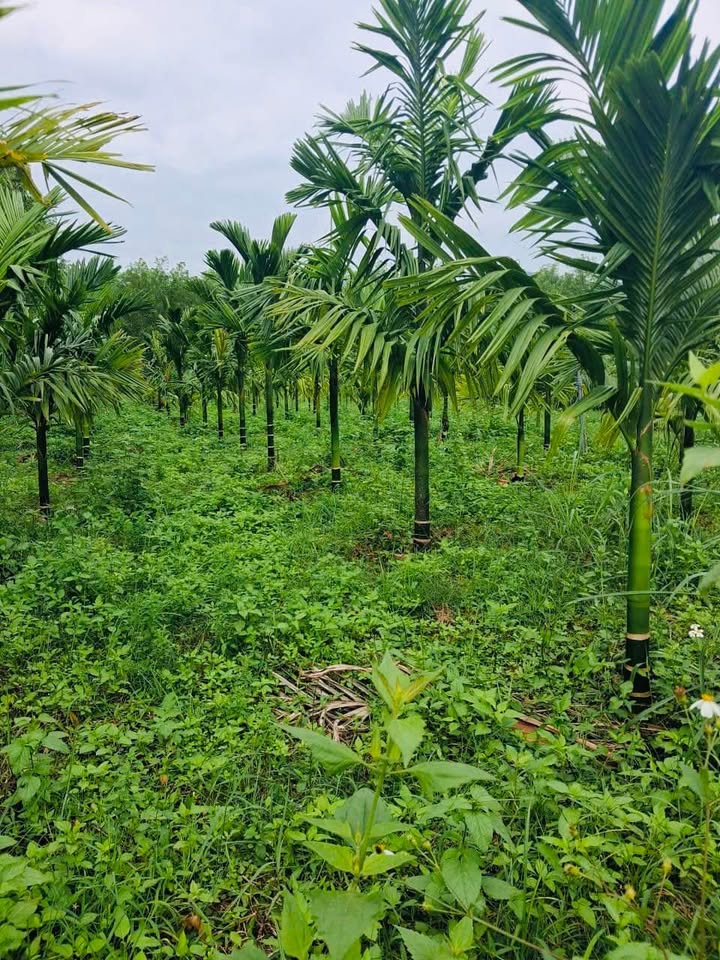 Đất vườn 1.700m² tại xã Thắng Lợi, huyện Mộ Đức, giá thỏa thuận - Cơ hội đầu tư hấp dẫn!