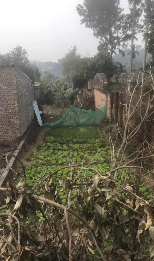 Đất thổ cư 98m² tại phường Sơn Lộc - Hà Nội giá chỉ 2 tỷ - Cơ hội đầu tư hấp dẫn!