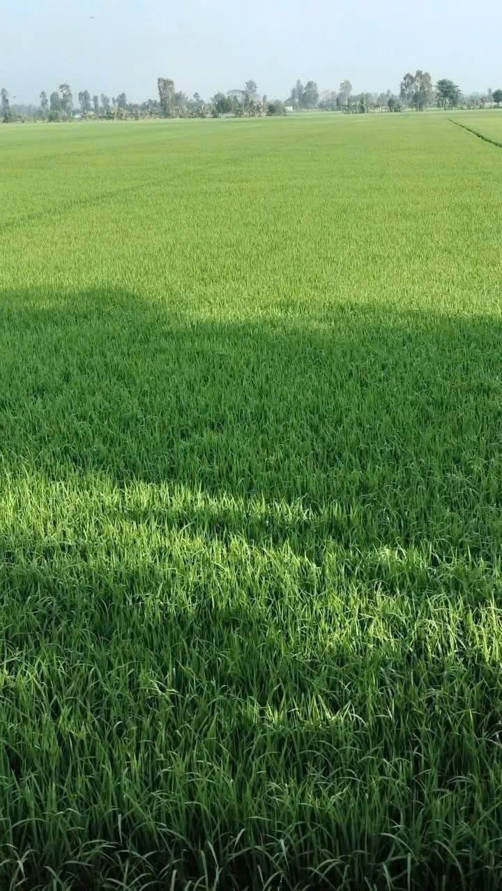 Đất ruộng xã Phong Mỹ, Đồng Tháp 3480,7m² giá chỉ 670 triệu - Cơ hội đầu tư tốt!