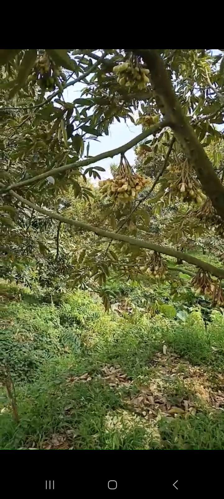 Farm 25 công sầu riêng Tam Nông 8.75 tỷ - Đầu tư sinh lời ngay!