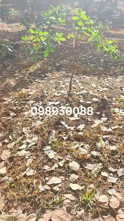 Đất thổ cư 1,6 hecta tại Thôn 2, Xã Bình Minh, Huyện Bù Đăng - Giá thỏa thuận hấp dẫn!