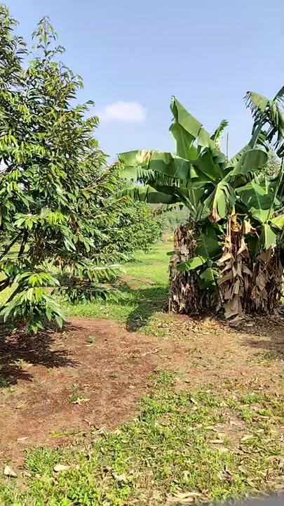 Đất nông nghiệp 13320m² tại Phước Tân, Phú Riềng - Cần bán gấp!