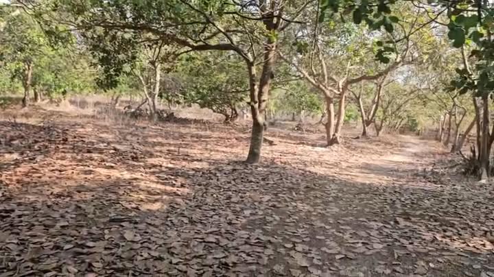 Đất Farm 1ha 6 tại Hưng Phước, Bù Đốp - Giá chỉ 850 triệu