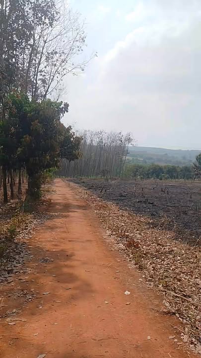 Đất nông nghiệp tại Đức Liễu 10000m² - Cơ hội đầu tư tuyệt vời!