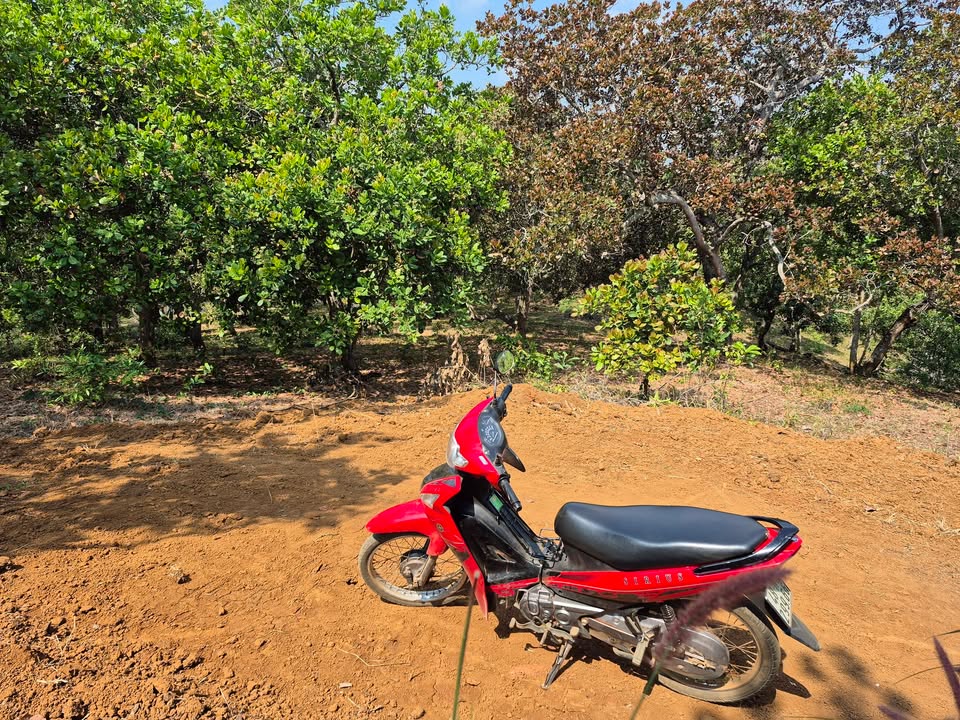 Đất nền 20.000m² tại Xã Thọ Sơn, Huyện Bù Đăng giá chỉ 1.399 tỷ - Cơ hội đầu tư tuyệt vời!