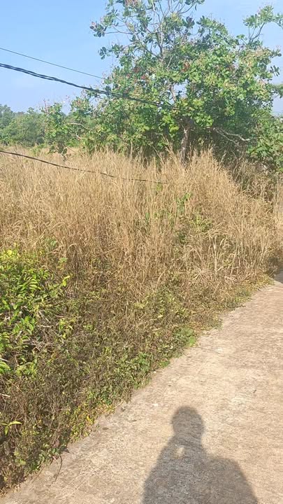 Đất Farm 1,3 hecta tại xã Bình Minh, giá 1,7 tỷ - Tiềm năng phát triển vượt trội!