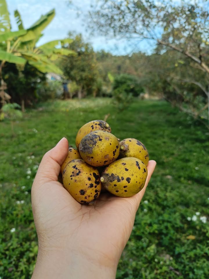 Đất vườn 1000m² tại Xã Thanh Nưa - Gần bến xe mới, sẵn vườn cây ăn quả!