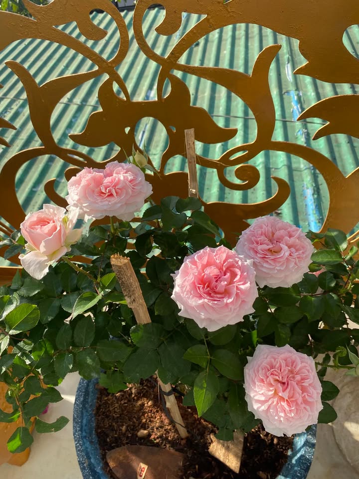 Bán nhà mặt tiền Gò Tranh, Xuân An 100m² giá 2 tỷ - Pháp lý rõ ràng