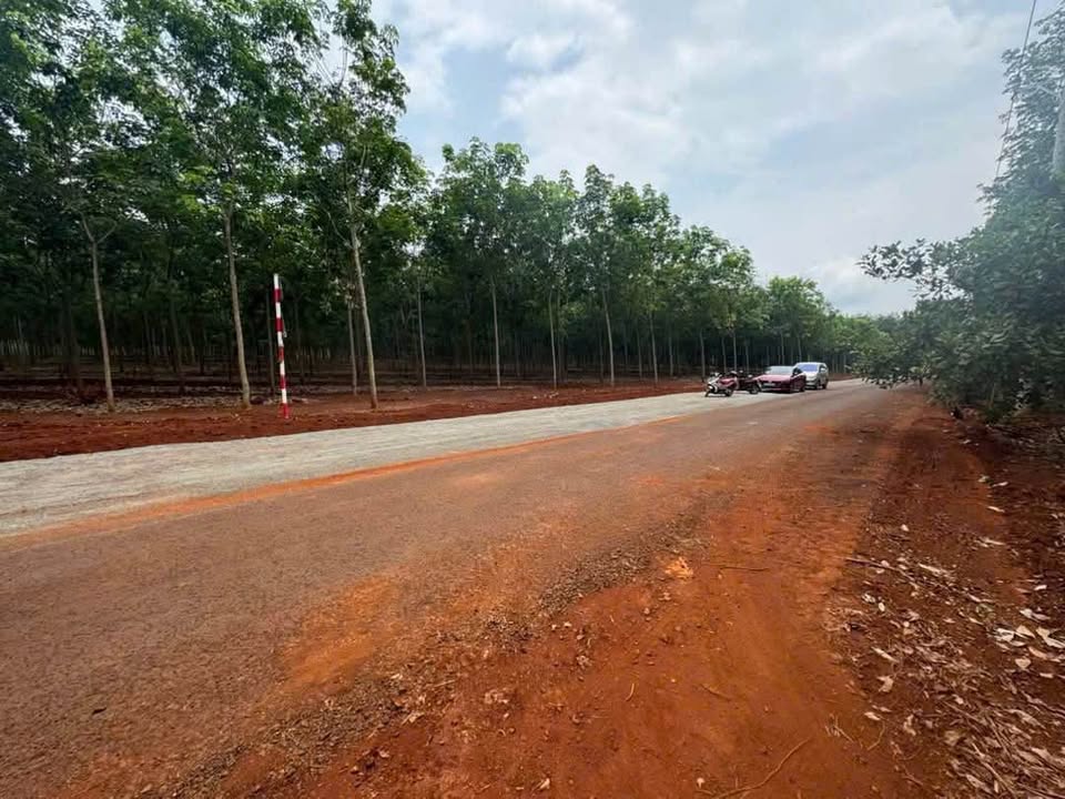 Đất Sào Đồng Phú Bình Phước 1000m² giá chỉ 65 triệu - Đầu tư sinh lời ngay!