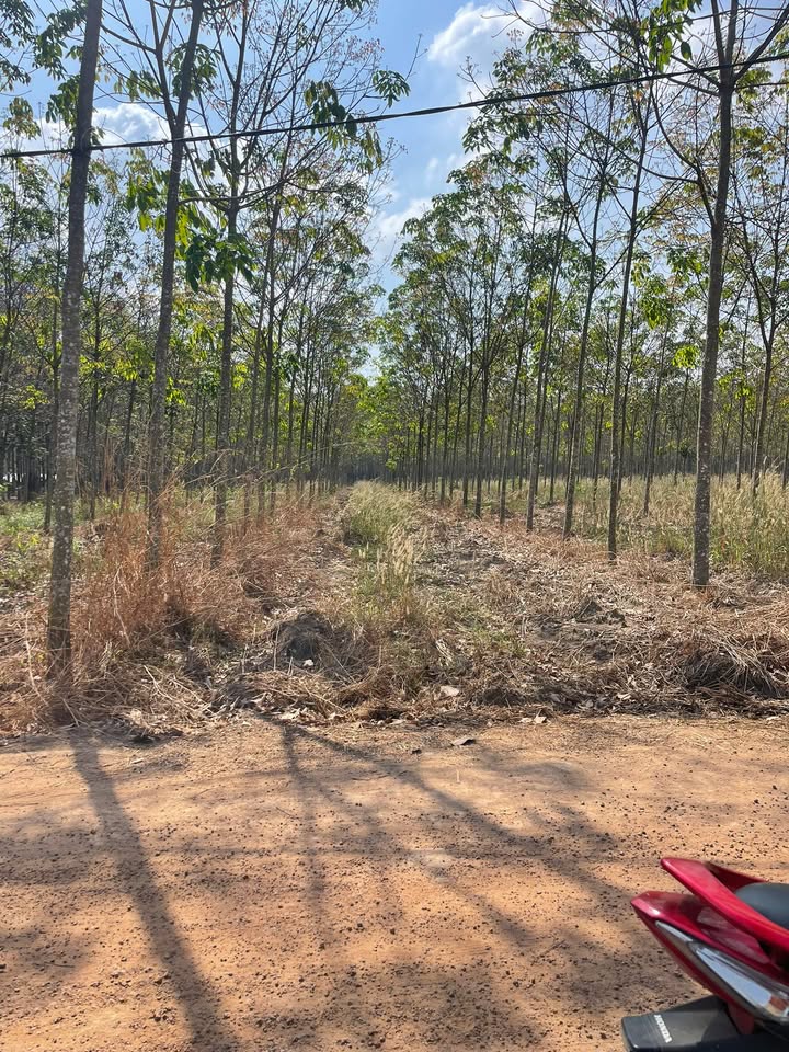 Đất nền Xã Phước Sang 20.000m² giá 7.7 tỷ - Mặt tiền đường lớn thuận lợi!