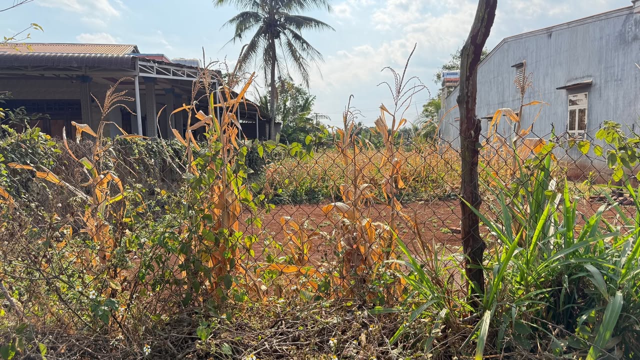 Đất thổ cư tại thôn Mỹ Phú, Chư Sê, 210m² giá 450 triệu - Đường rộng thông thoáng!