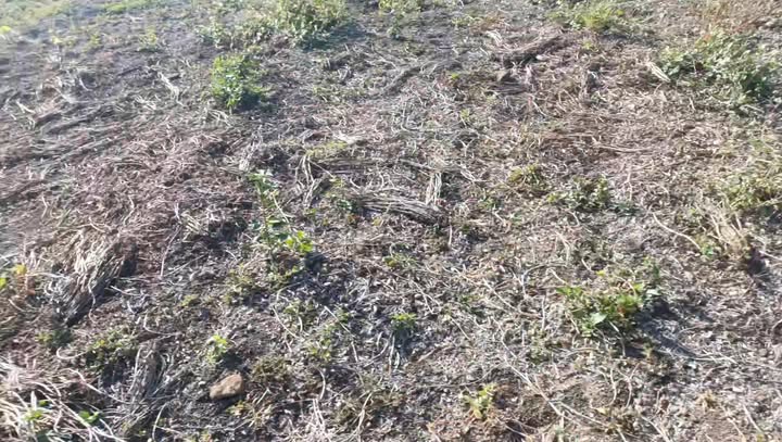 Đất rẫy 6ha tại xã Ia Ko, Gia Lai - Sổ hồng chính chủ, giá chỉ 2.68 tỷ!