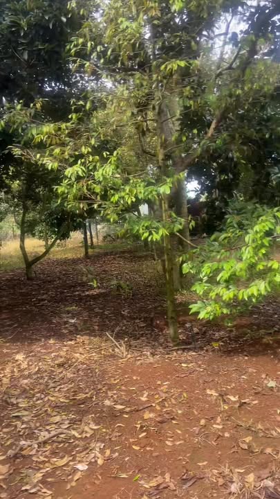 Lô vườn 1900m² Bảo Bình, Cẩm Mỹ chỉ 1,9 tỷ - Đầu tư sinh lời với vườn cây ăn trái!