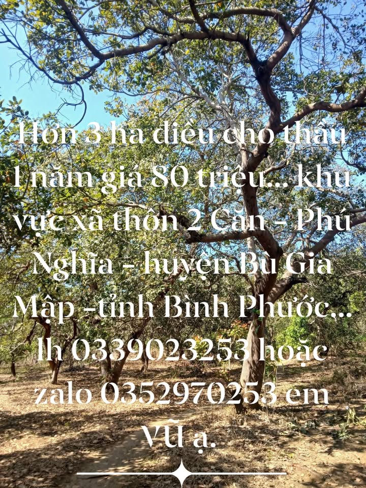 Farm cho thuê tại xã Phú Nghĩa, huyện Bù Gia Mập, 30.000m² giá 80 triệu/năm - Cơ hội hấp dẫn cho nhà đầu tư!