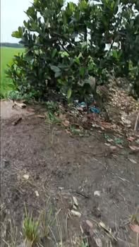 Đất Farm 3 công tại Thiện Trung, Cái Bè - Giá chỉ 900 triệu - Đường xe máy thuận tiện!