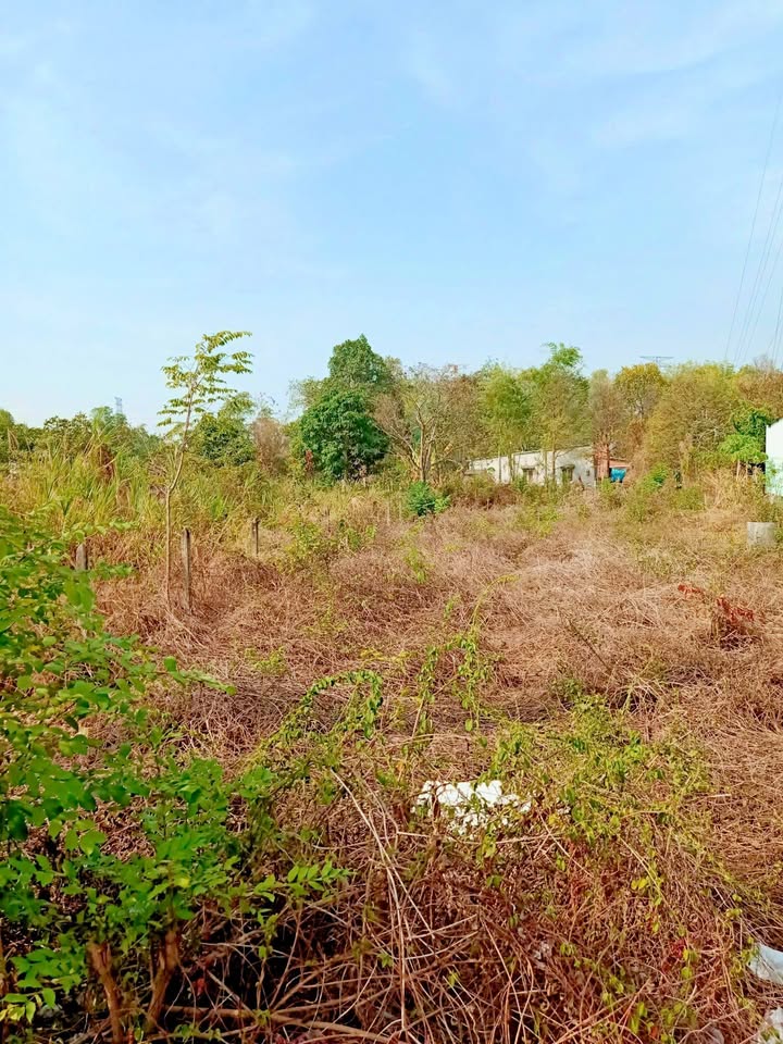 Đất mặt tiền Tỉnh Lộ 8, xã Tân Thạnh Tây, 662m² - Đầu tư kinh doanh sinh lời!