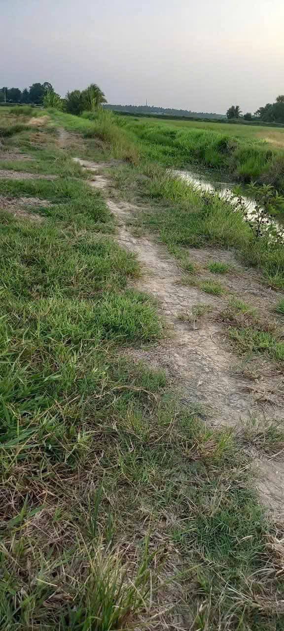 Mảnh vườn 1.6 công tại xã Song Lộc, Trà Vinh - Giá chỉ 590 triệu!