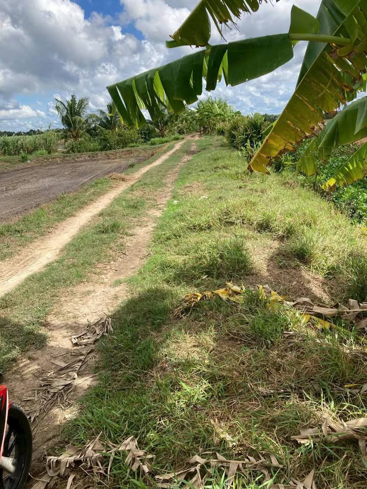 Đất thổ cư 900m² tại Ngọc Trong Đá, Tân Ngại - Giá chỉ 850 triệu!