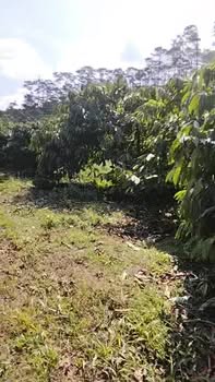 Đất nền 7 sào tại Đam Rông, 2520m² giá 1.1 tỷ - Cơ hội đầu tư tốt!