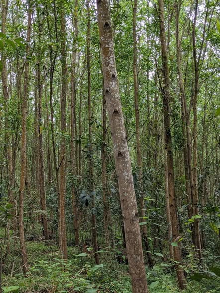 Đất nông nghiệp 21 sào tại xã Đông Sơn, Huyện Chợ Mới - Giá chỉ 840 triệu