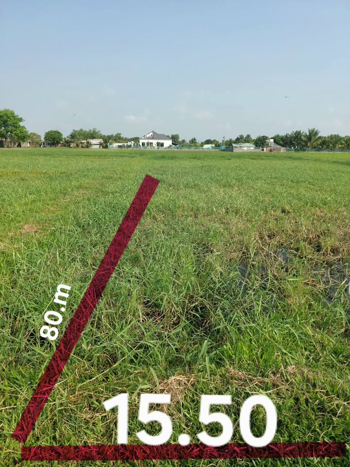 Đất lúa 1.209m² tại Xã Tân Phú, Huyện Đức Hòa giá 495 triệu - Cơ hội đầu tư hấp dẫn!