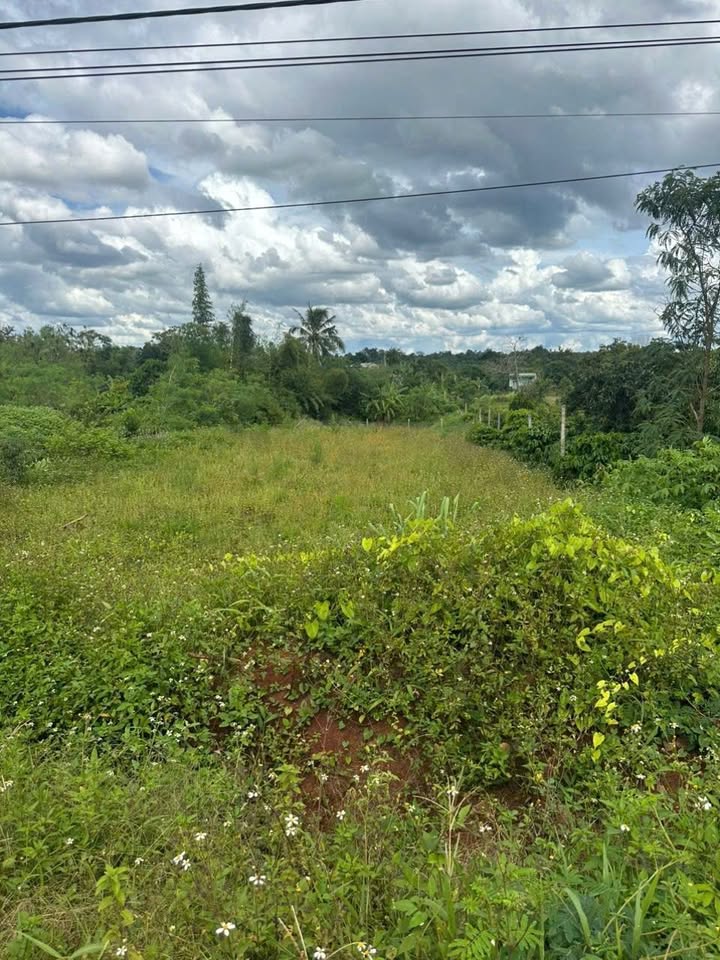 Đất thổ cư 900m² tại xã Ea Drong, Buôn Hồ - Giá chỉ 2.25 tỷ, thương lượng ngay!