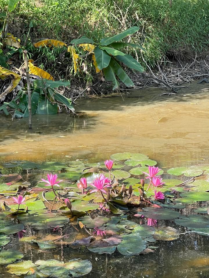 Đất trang trại Yên Thế Bắc Giang 2ha giá chỉ 3 tỷ - Cơ hội đầu tư tuyệt vời!