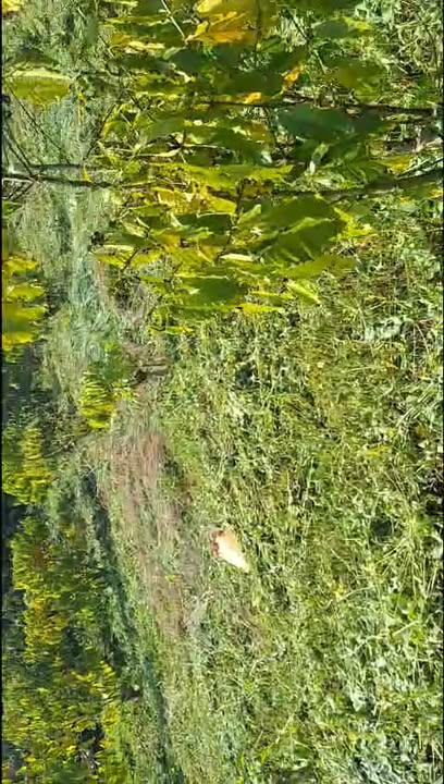 Đất nền Lộc Nga Bảo Lộc 551m² giá 799 triệu - Sổ hồng chính chủ, bớt lộc cho khách thiện chí!