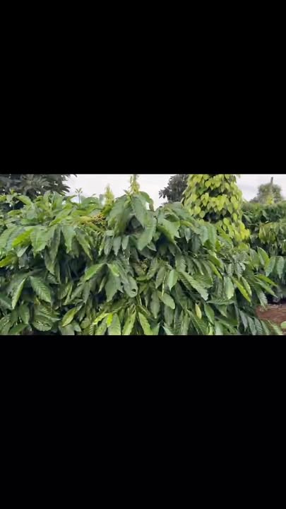 Đất nền xã Đức Mạnh, Đắk Mil 15.480m² giá 1.18 tỷ - Cơ hội đầu tư hấp dẫn!