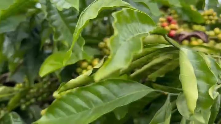 Đất nền Xã Đức Mạnh, Huyện Đắk Mil 1548m² giá 1.18 tỷ - Cơ hội đầu tư hấp dẫn!