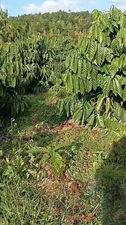 Đất nền tại Thôn 11, Xã Nam Bình, Huyện Đắk Song - 1.8ha giá chỉ 2.6 tỷ!