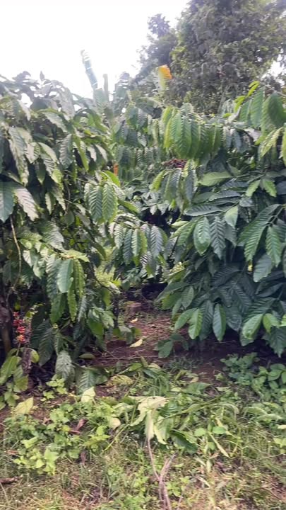 Lô rẫy 2520m² tại Đắk Mil chỉ 1.65 tỷ - Đất đẹp, điện nước đầy đủ!