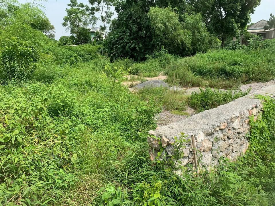 Đất Farm 4250m² tại Xã Thành Lập, Lương Sơn - Đầu tư sinh lời chỉ 2 tỷ!