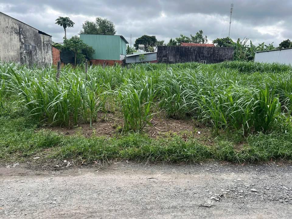 Đất thổ cư 264m² Xã Tân Thạnh Đông, Huyện Củ Chi - Giá chỉ 3 tỷ!