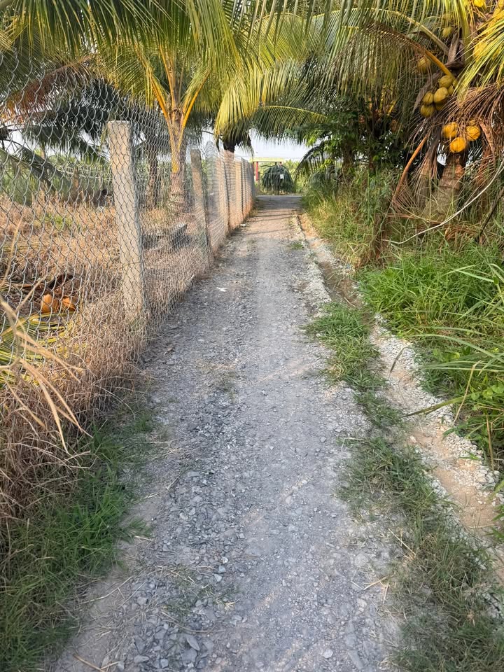 Đất thổ cư và đất lúa 1000m² tại Ấp Bình Trị 2, Tây Ninh - Giá 1.8 tỷ thương lượng!