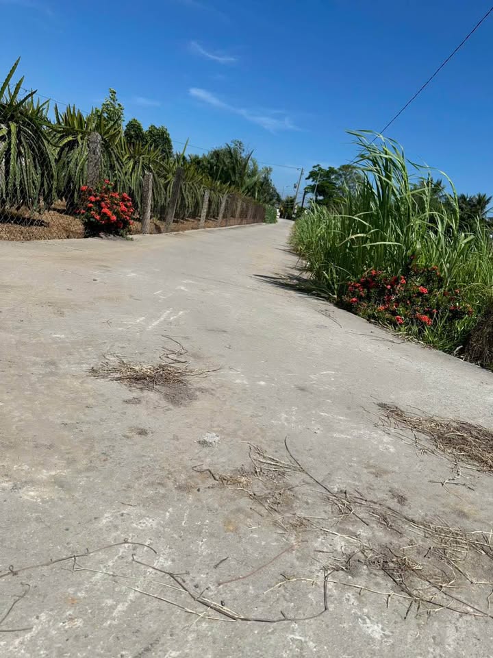 Đất thổ cư 125m² tại Ấp 7, Châu Thành, Long An - Giá chỉ 350 triệu!