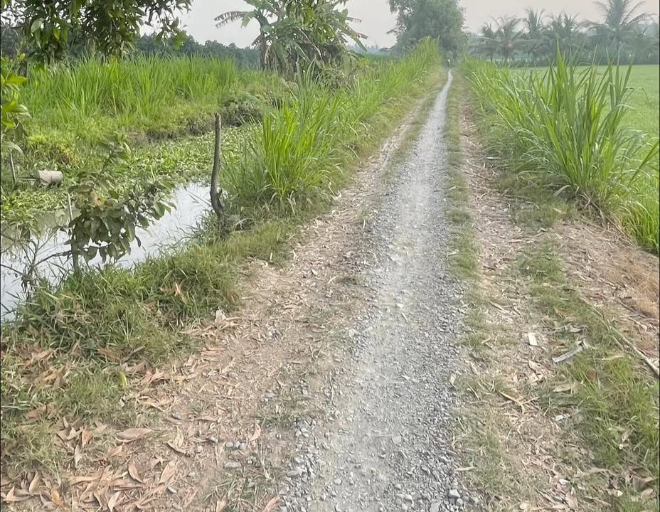 Đất nông nghiệp 6.000m² tại Trung Thành, Vĩnh Long - Giá chỉ 1.5 tỷ!