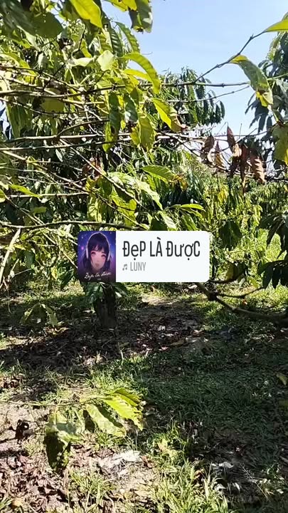 Đất nền 10800m² Xã Hòa Bắc - Giá 1.5 tỷ - Mặt tiền đường lớn