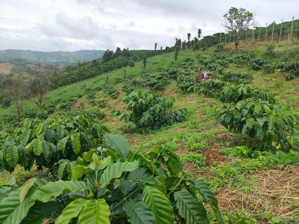 Đất nền Lộc Bắc Bảo Lâm 792m² giá 650 triệu - Sổ đỏ chính chủ!