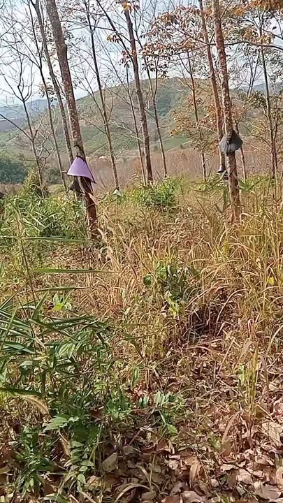 Đất Farm 3 héc tại xã Ngọc Réo, Đắk Hà, Kon Tum - Giá chỉ 900 triệu!