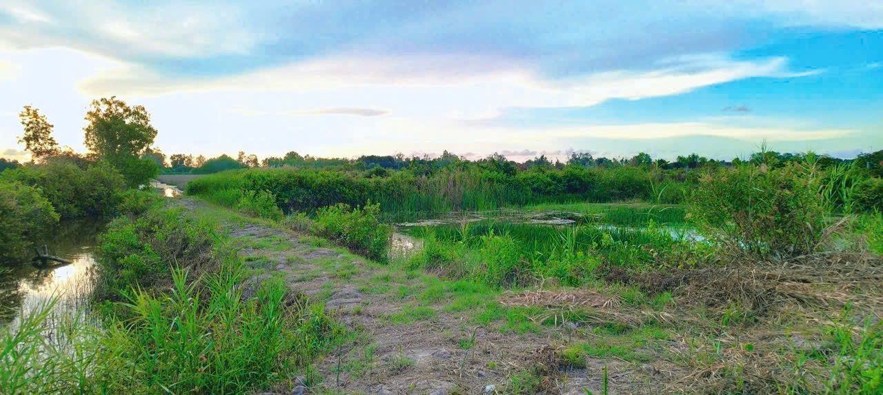 Đất nền 11 công tại Cà Mau - Giá chỉ 2.2 tỷ - Đầu tư sinh lời tuyệt vời!