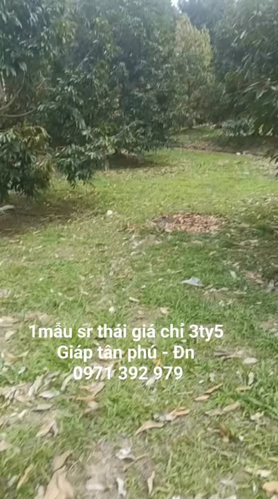 Đất vườn 10.000m² tại Đạ Kho, Lâm Đồng - Sầu riêng 5 năm tuổi, giá 3.5 tỷ!