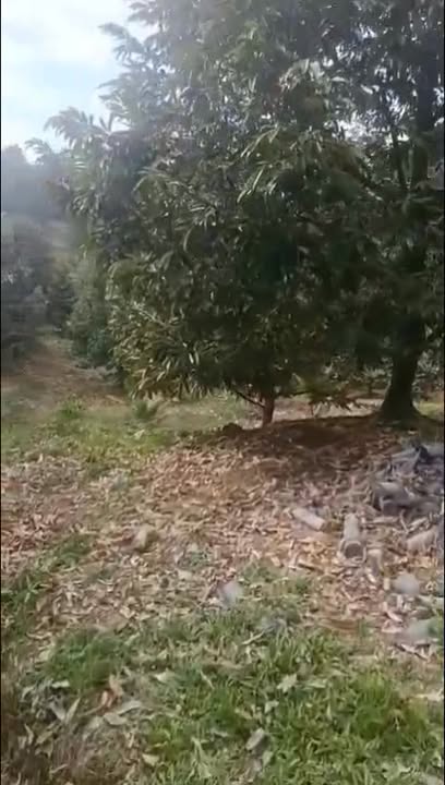 Đất nông nghiệp Đạ Kho 10.000m² giá 3.5 tỷ - Sổ Cây Lâu Năm chính chủ!