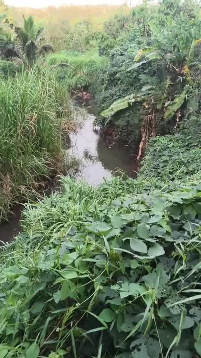 Farm sầu riêng 1.4ha tại Nhà Tằm, Phước Bình - Thu hoạch ngay