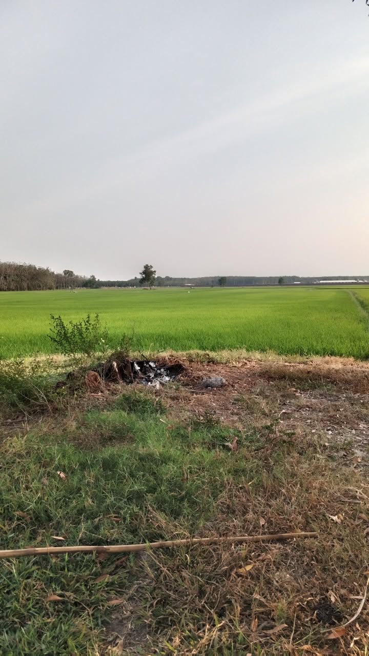 Đất nền 9000m² tại Long Vĩnh, Châu Thành, Tây Ninh giá 1.2 tỷ - Tiềm năng đầu tư lớn!