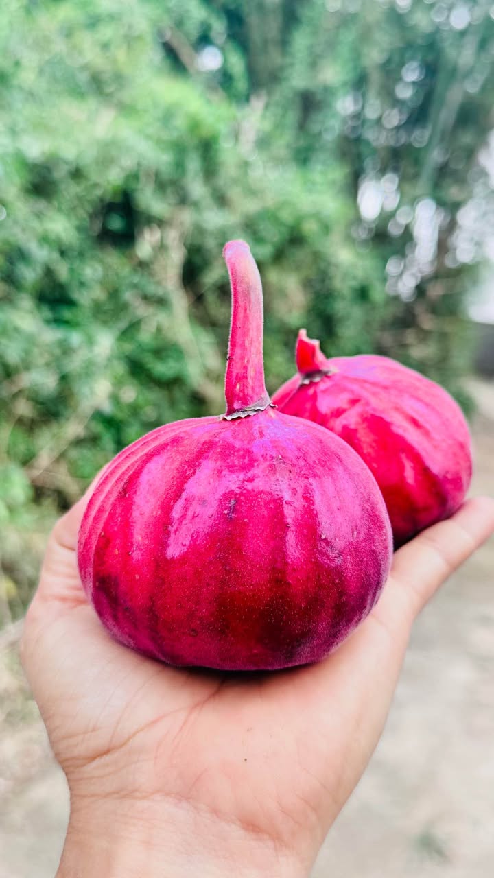 Đất nền Ninh Bình 743m² giá 2 tỷ - Cơ hội đầu tư đẹp!